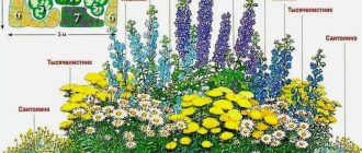 Клумбы непрерывного цветения: схема посадки для дачи выходного дня