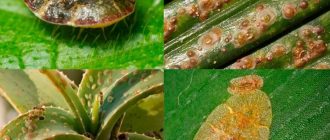 Самые опасные болезни комнатных растений и как их вылечить