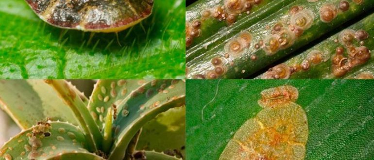 Самые опасные болезни комнатных растений и как их вылечить