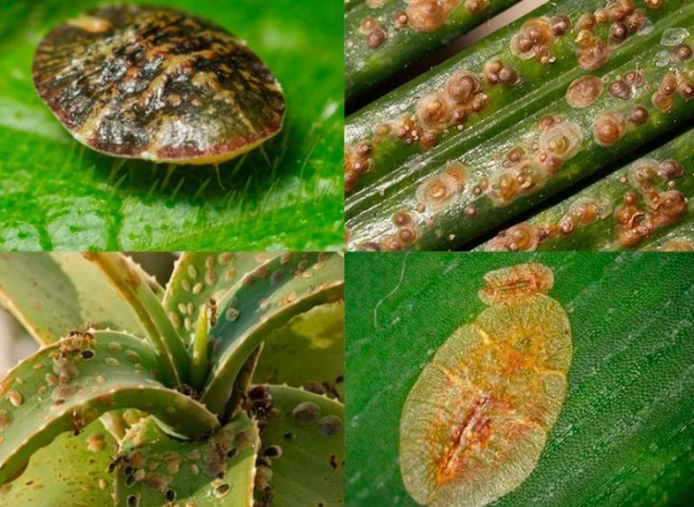 Самые опасные болезни комнатных растений и как их вылечить